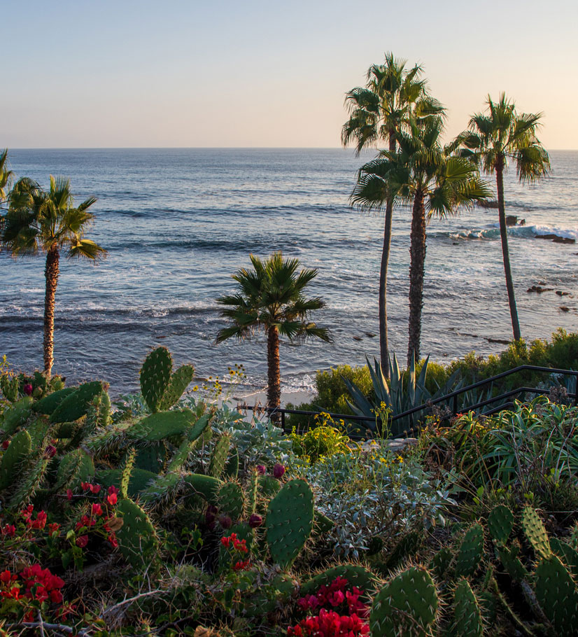 A scenic coastal view with palm trees, cacti, and flowering plants overlooking the ocean at sunset.