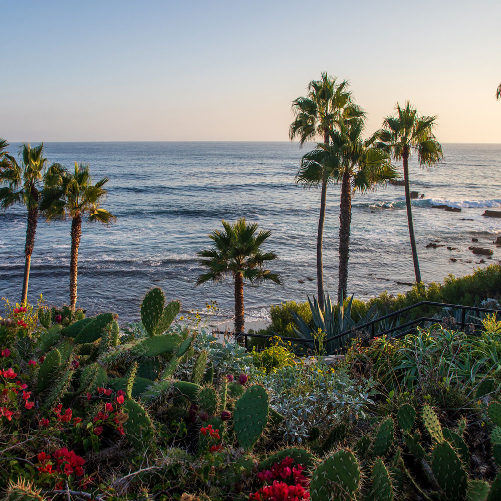 A scenic coastal view with palm trees, cacti, and flowering plants overlooking the ocean at sunset.