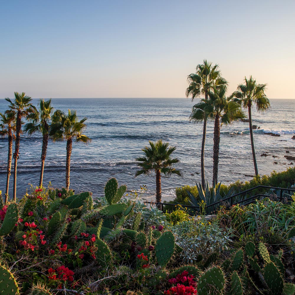 A scenic coastal view with palm trees, cacti, and flowering plants overlooking the ocean at sunset.
